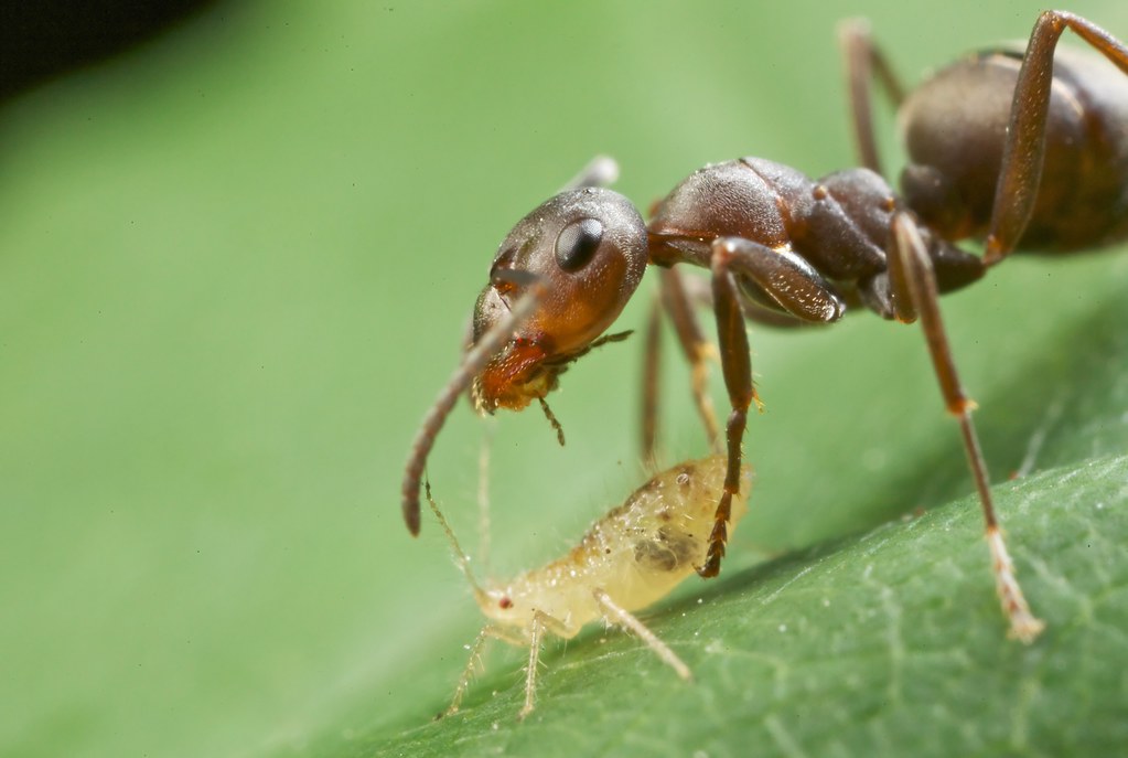 Как избавиться от летающих муравьев