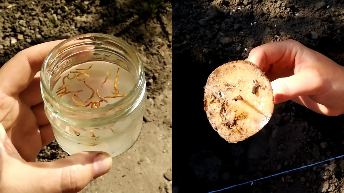 Как избавиться от проволочника на картофельном участке