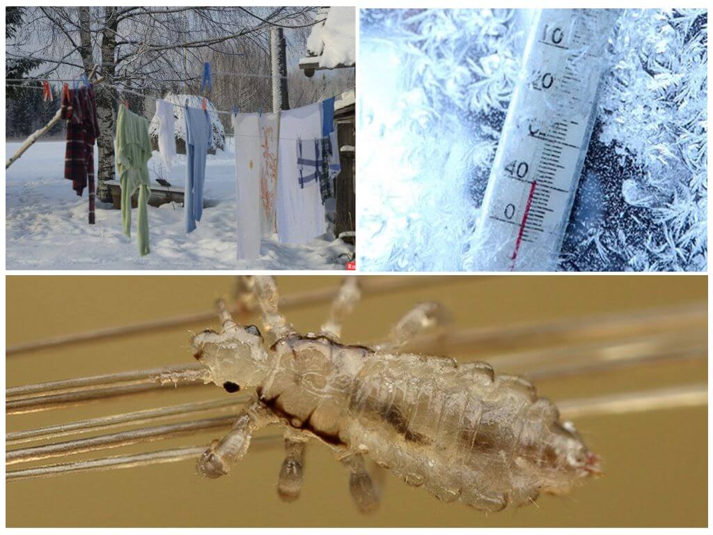 Воздействие холода и тепла на вшей, при какой температуре они умирают?