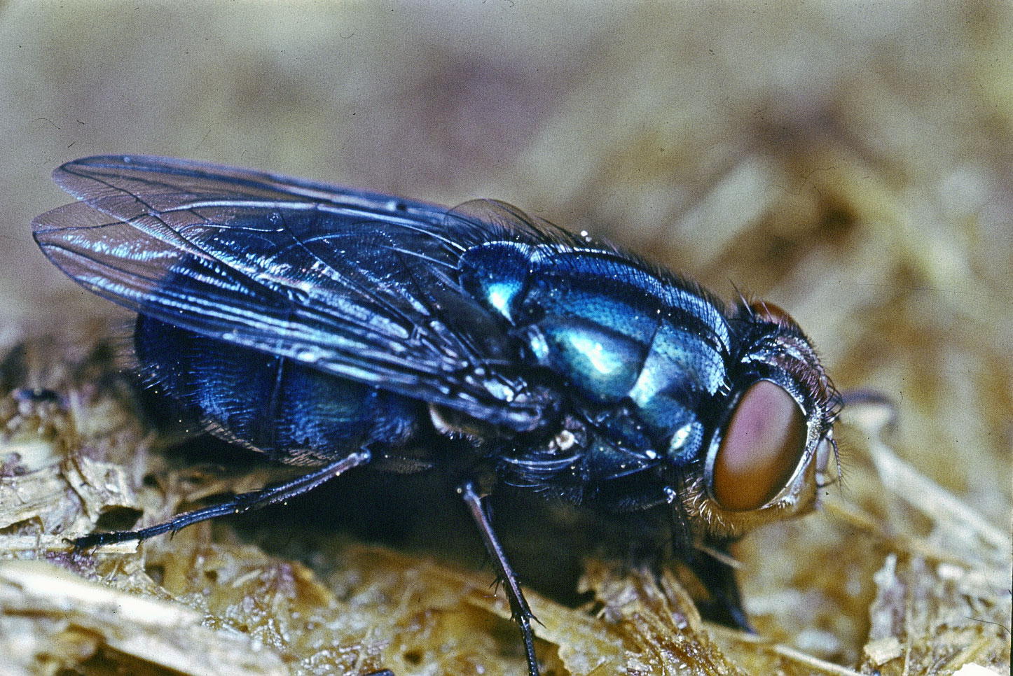 Полосатая муха, похожая на осу