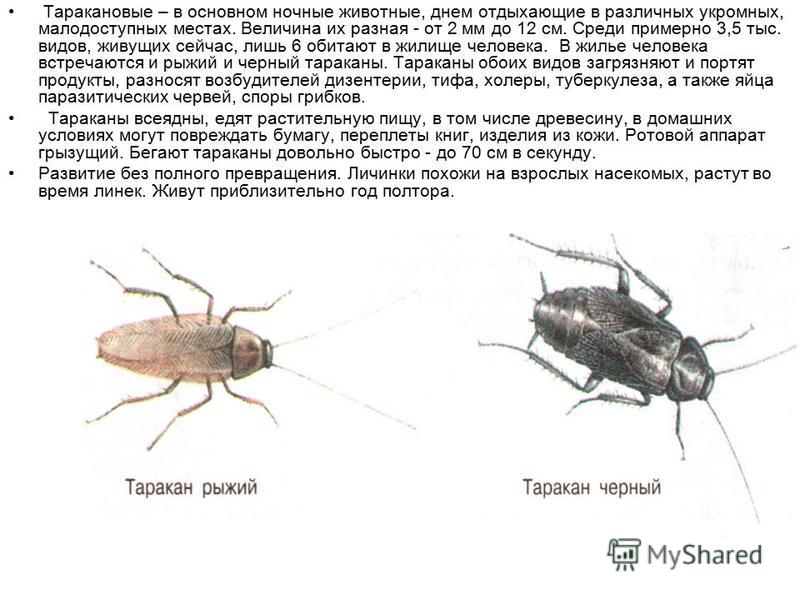 Виды тараканов: внешний вид и описание домашних вредителей
