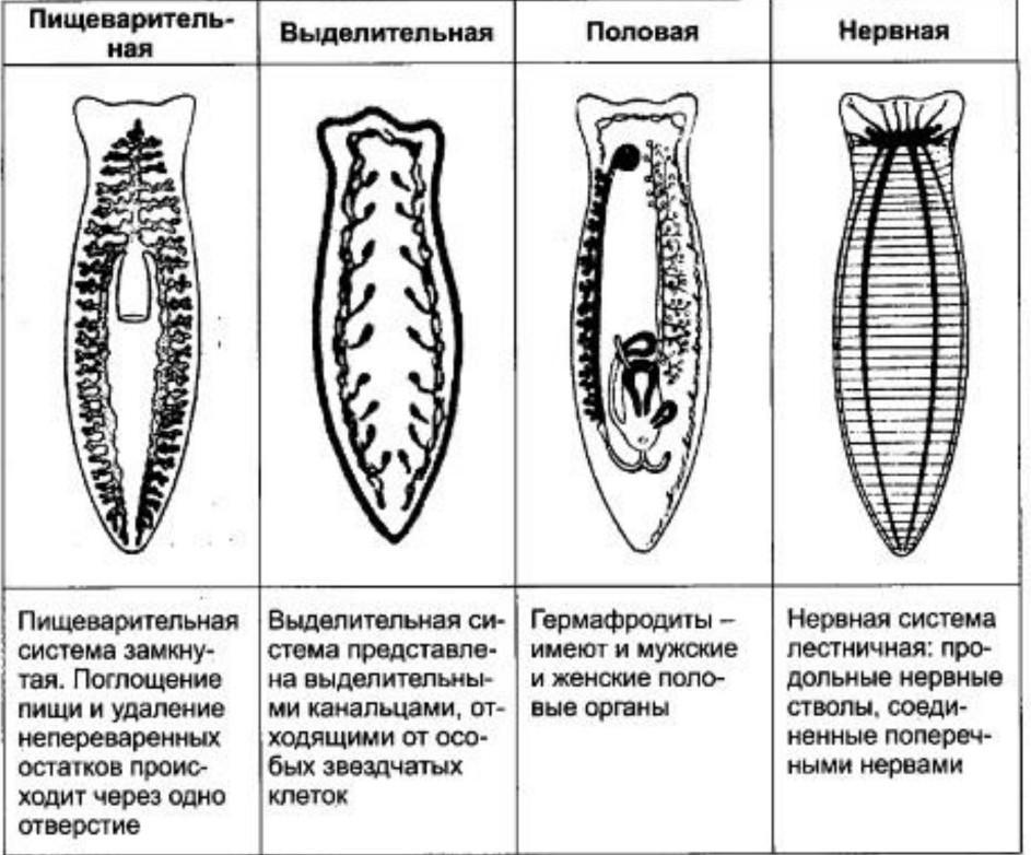 Характеристика планарии белой: строение, нервная система, тело, черви, органы