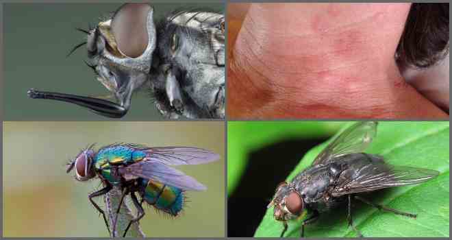 Почему все мухи такие надоедливые? причины, по которым мухи садятся на людей зачем муха садится на человека.