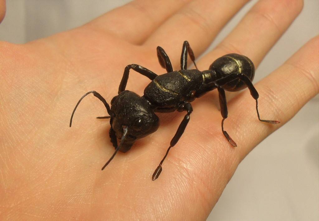 Самые большие муравьи в мире. фото, размеры, название, где обитают, видео