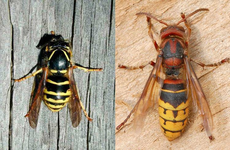 Чем отличаются пчела, шмель, оса и шершень, и кто из них опаснее :: инфониак