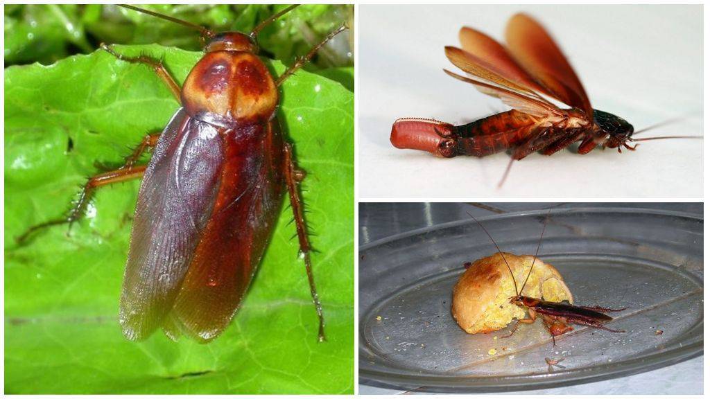Тайны домашних насекомых: летают ли тараканы