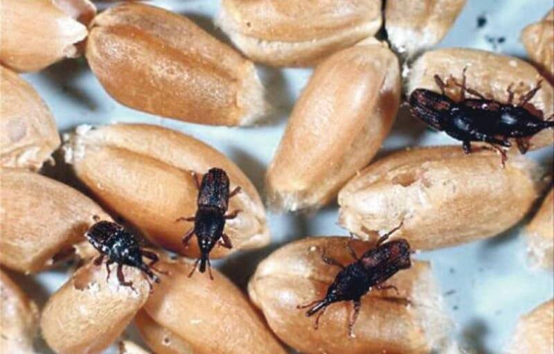 Как избавиться от мучного жука хрущака в квартире