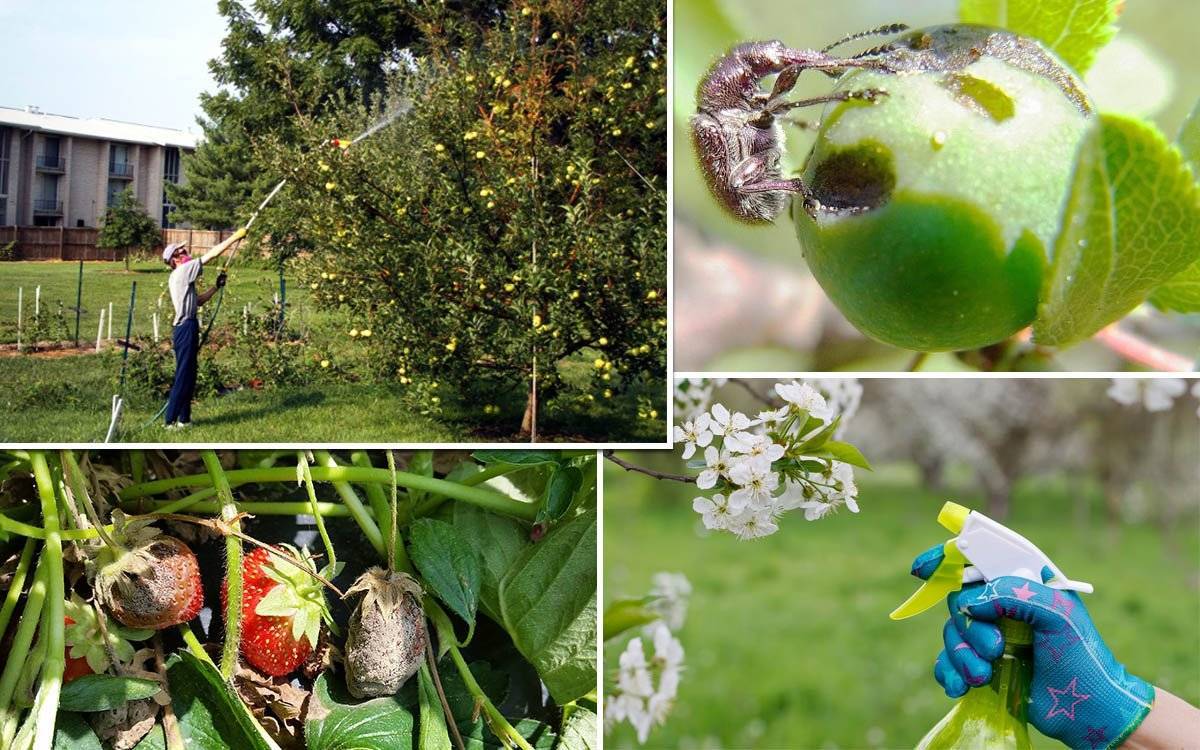 Паутина на яблонях: как бороться и что делать, если листья в паутине. фото и видео