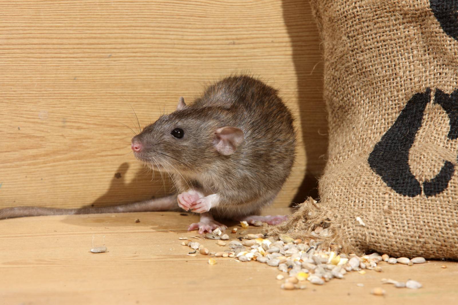 Как избавиться от мышей на даче навсегда и не допустить повторного появления грызунов