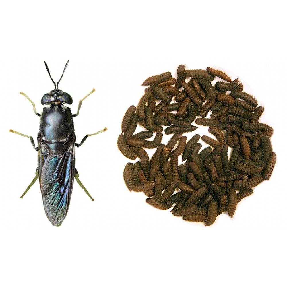Муха чёрная львинка (hermetia illucens): описание насекомого и сферы применения личинок