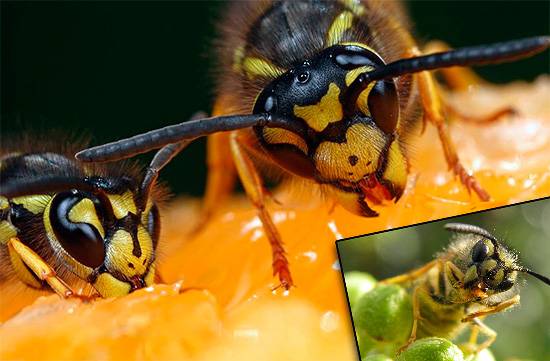 Чем питаются осы и что они едят зимой, полный рацион питания