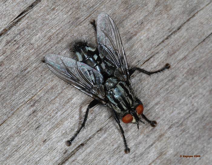 Методы борьбы с малинной стеблевой мухой ?: как бороться с малиновой мухой, фото | qlumba.com