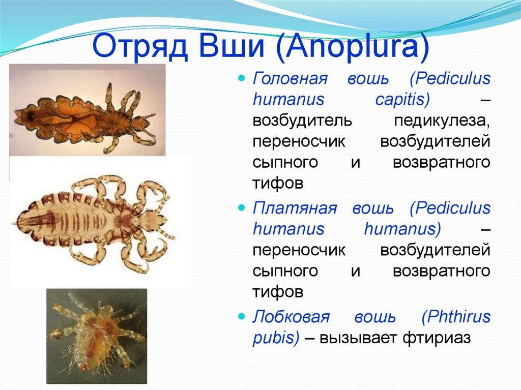 Презентация 7 класс биология вши