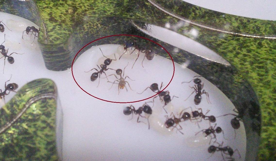 Сколько живут муравьи. продолжительность жизни муравьев