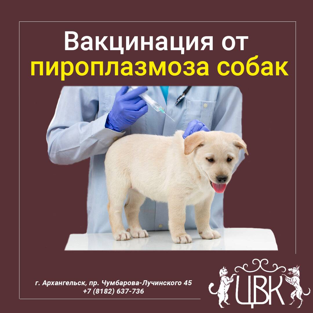 Клещевой энцефалит у собак: первые признаки заражения и способы лечения. виды прививок от клещей для собак и правила вакцинации