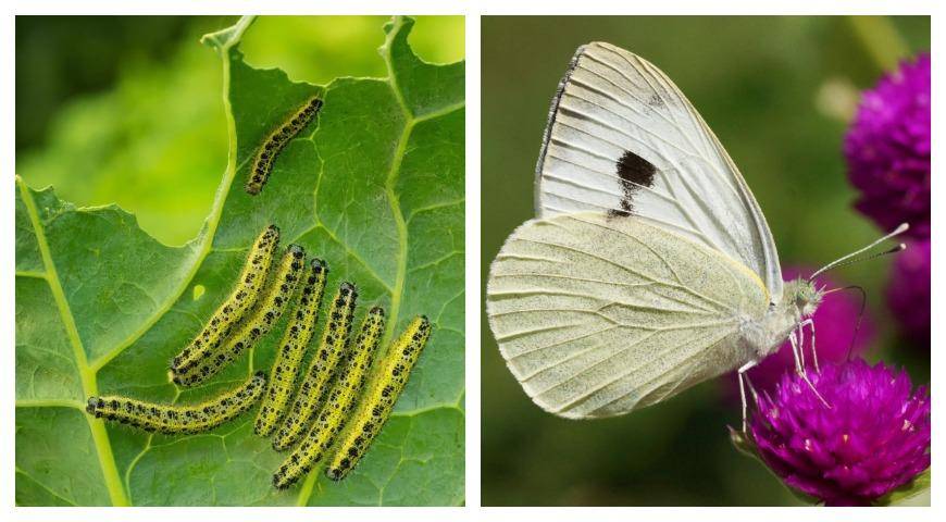 Как бороться с бабочками и гусеницами капустницы