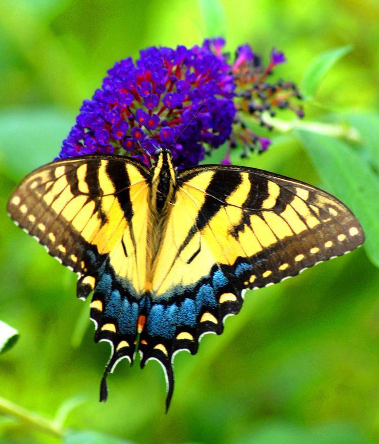 Бабочка махаон: разнообразие подвидов и особенности жизни парусника