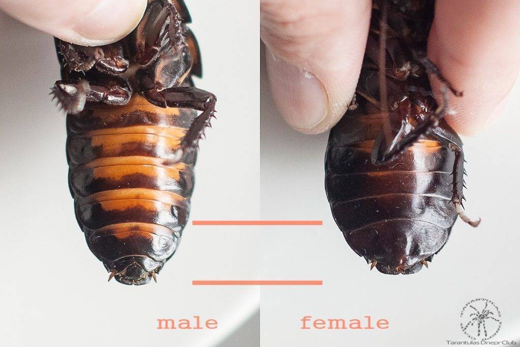 Тараканы, как размножаются домашние?. цикл размножения домашних тараканов