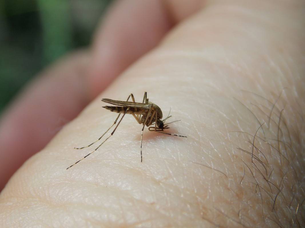 Можно ли есть комаров человеку. что будет, если комары исчезнут с лица земли