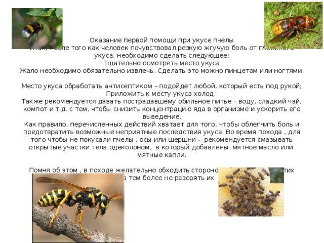 Укус пчелы или осы опухоль и покраснение что делать