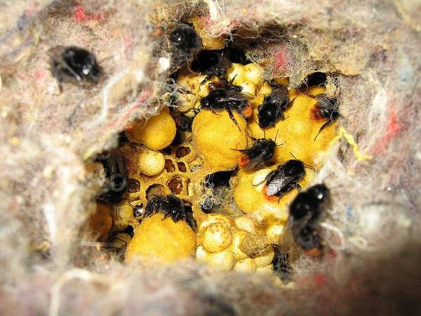 Чем отличаются пчела, шмель, оса и шершень, и кто из них опаснее