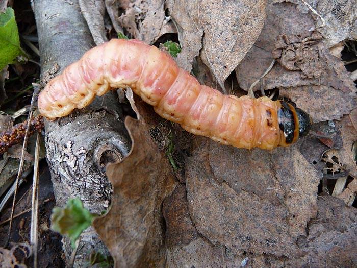Древоточец жук. образ жизни и среда обитания жука древоточца