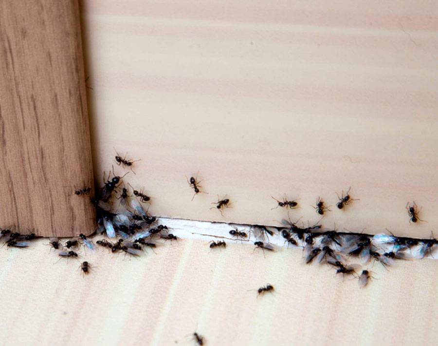 Черный муравей древоточец: как избавится от агрессивного насекомого