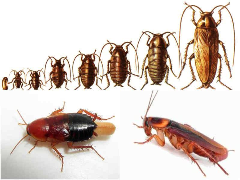 Сколько живут тараканы: жизненный цикл, условия размножения, стадии развития. сколько живут домашние тараканы без еды и воды
