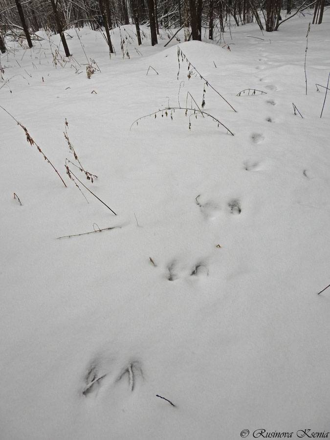 Следы рыси на снегу: как выглядят и о чем могут рассказать?
следы рыси на снегу: как выглядят и о чем могут рассказать?