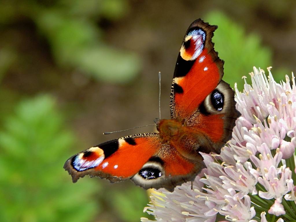 Бабочка - 165 фото разнообразных и самых удивительных бабочек