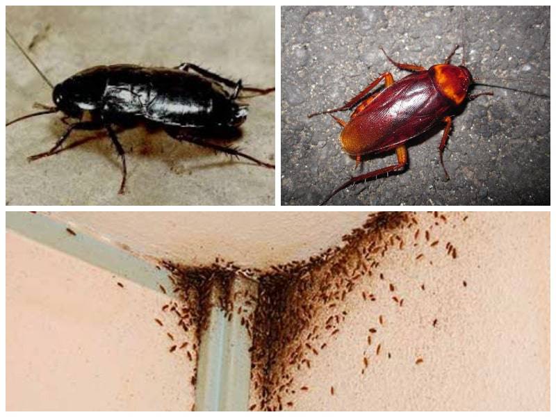 Как избавиться от больших черных тараканов в квартире?