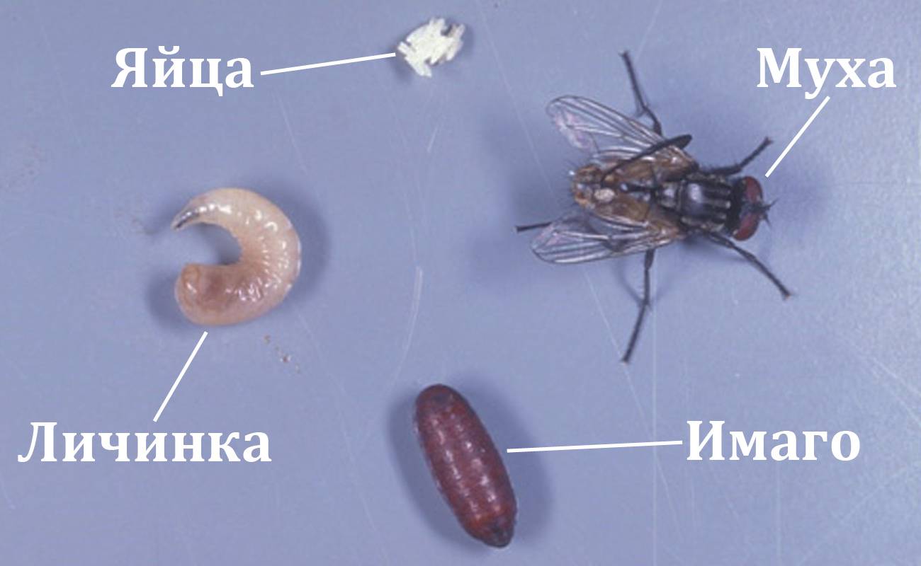 Этапы развития и размножения комнатной мухи
