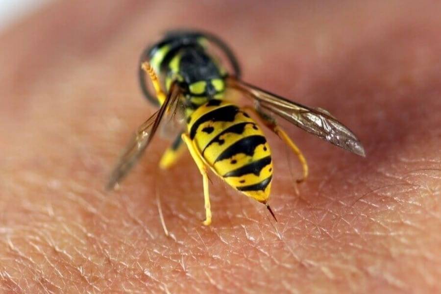 Пчела и оса отличия на фото в картинках сравнение различия жала и укусов