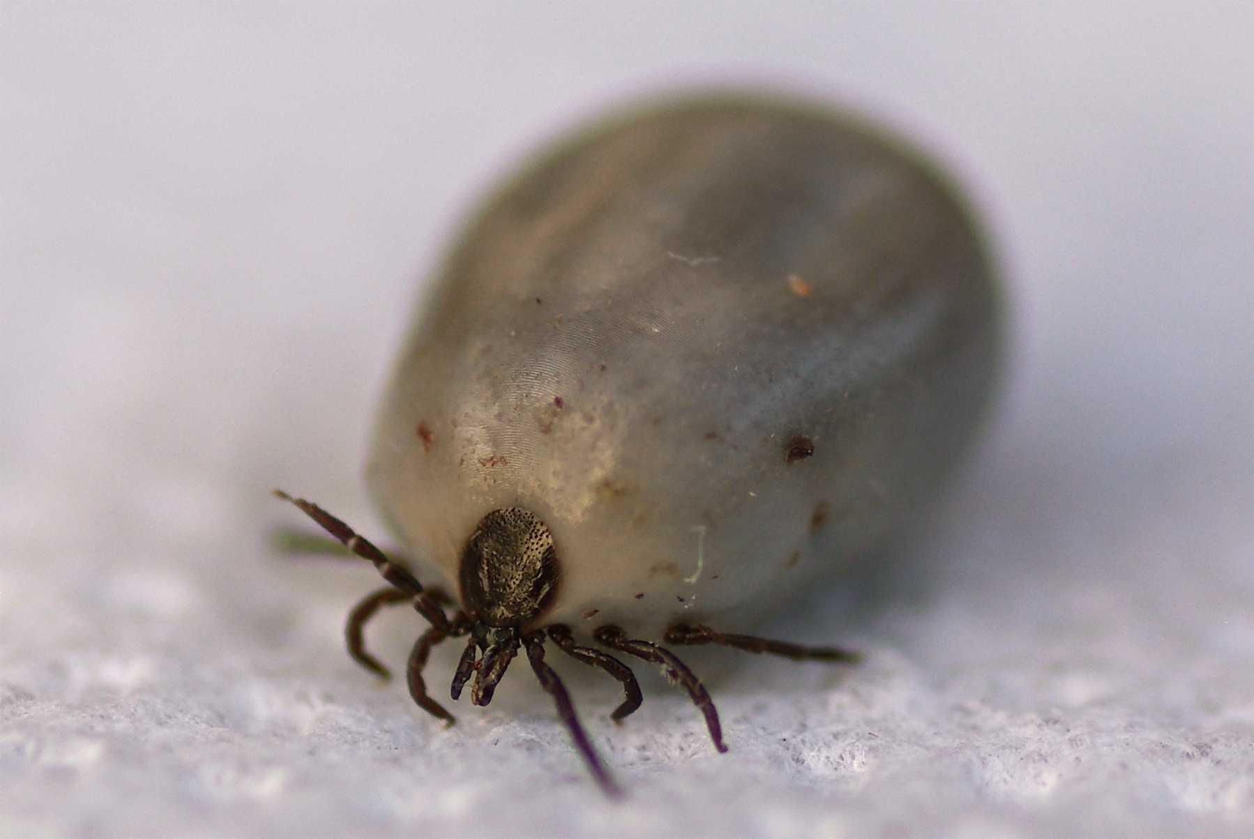 Ixodes Ricinus нимфа