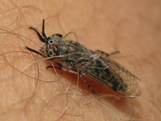 Жигалка муха. образ жизни и среда обитания жигалки