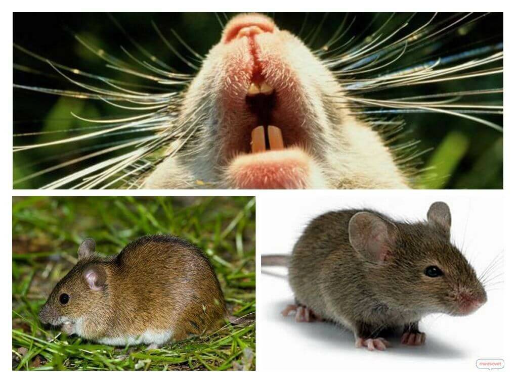 Домовая мышь, особенности поведения , условия кормления и содержания 2021