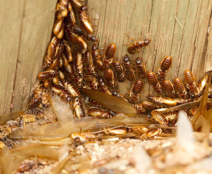 Что делать, если термиты появились в вашем доме? как избавиться от термитов: только работающие способы как бороться с термитами на даче.