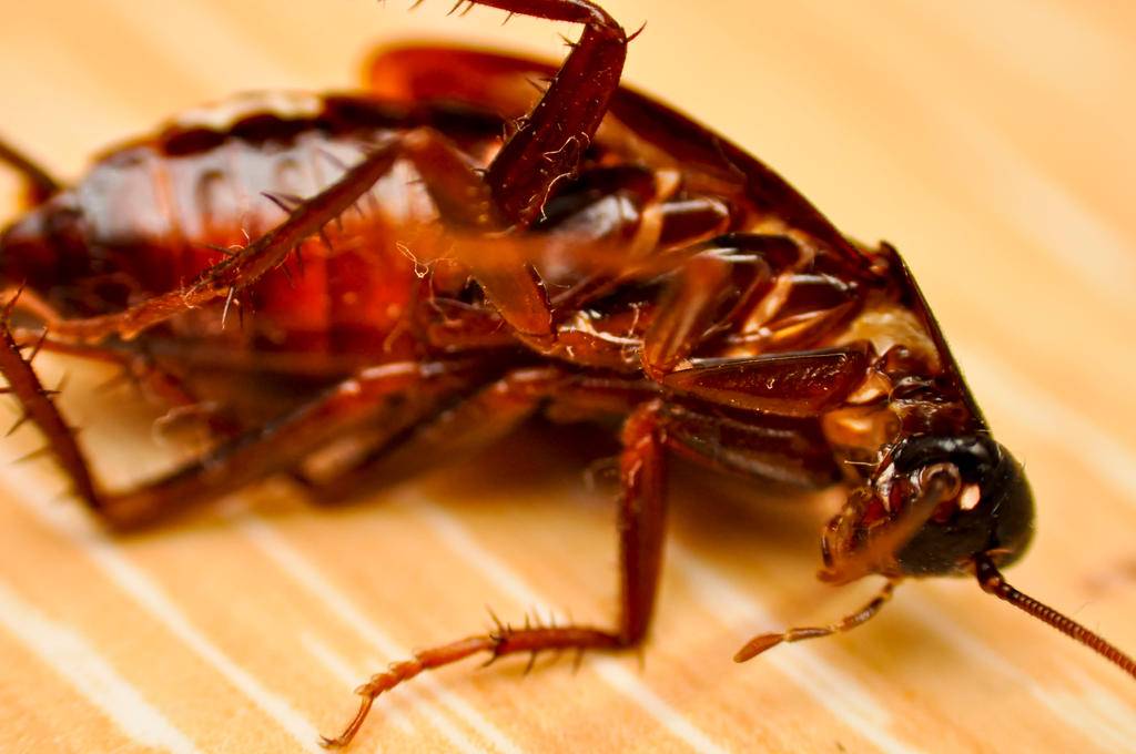 Чего боятся тараканы в квартире