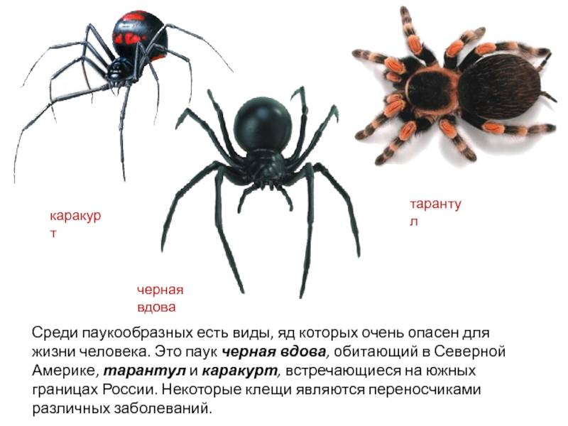 Паук каракурт (черная вдова) - описание, питание, разведение