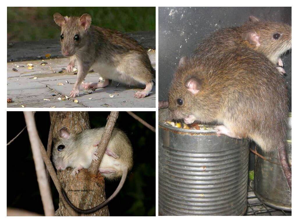 Крысы: описание, виды, что едят, сколько живут декоративные крысы