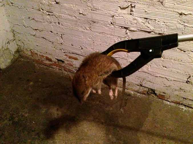 Уничтожение крыс и мышей специализированными службами