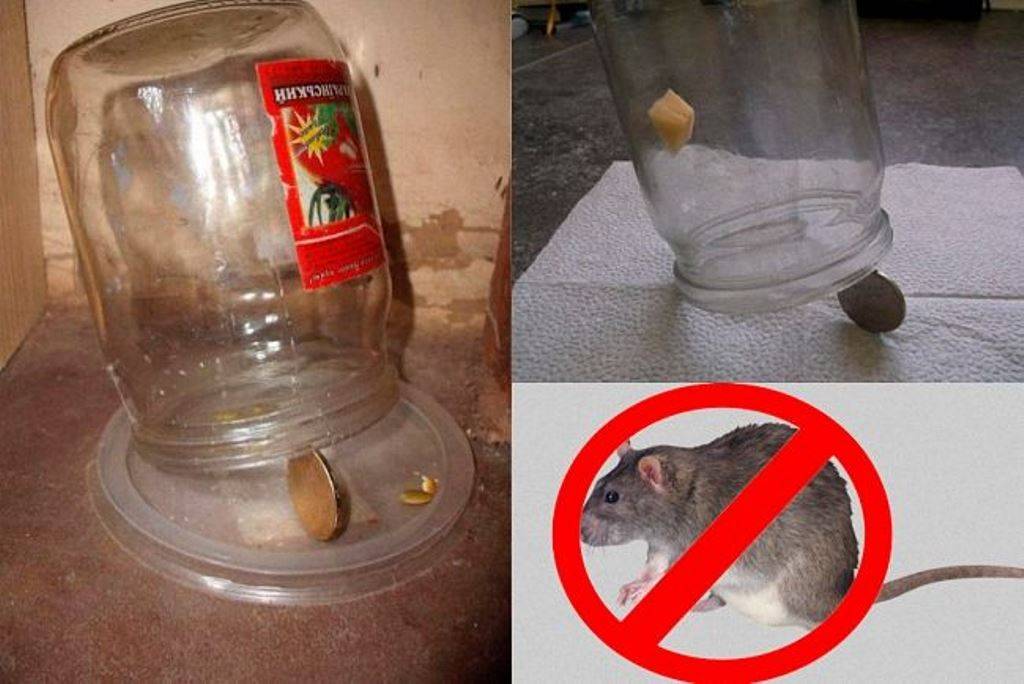 Как сделать ловушку для крыс — советы как поймать крысу? простые и эффективные способы и средства по ловле крыс (110 фото и видео)