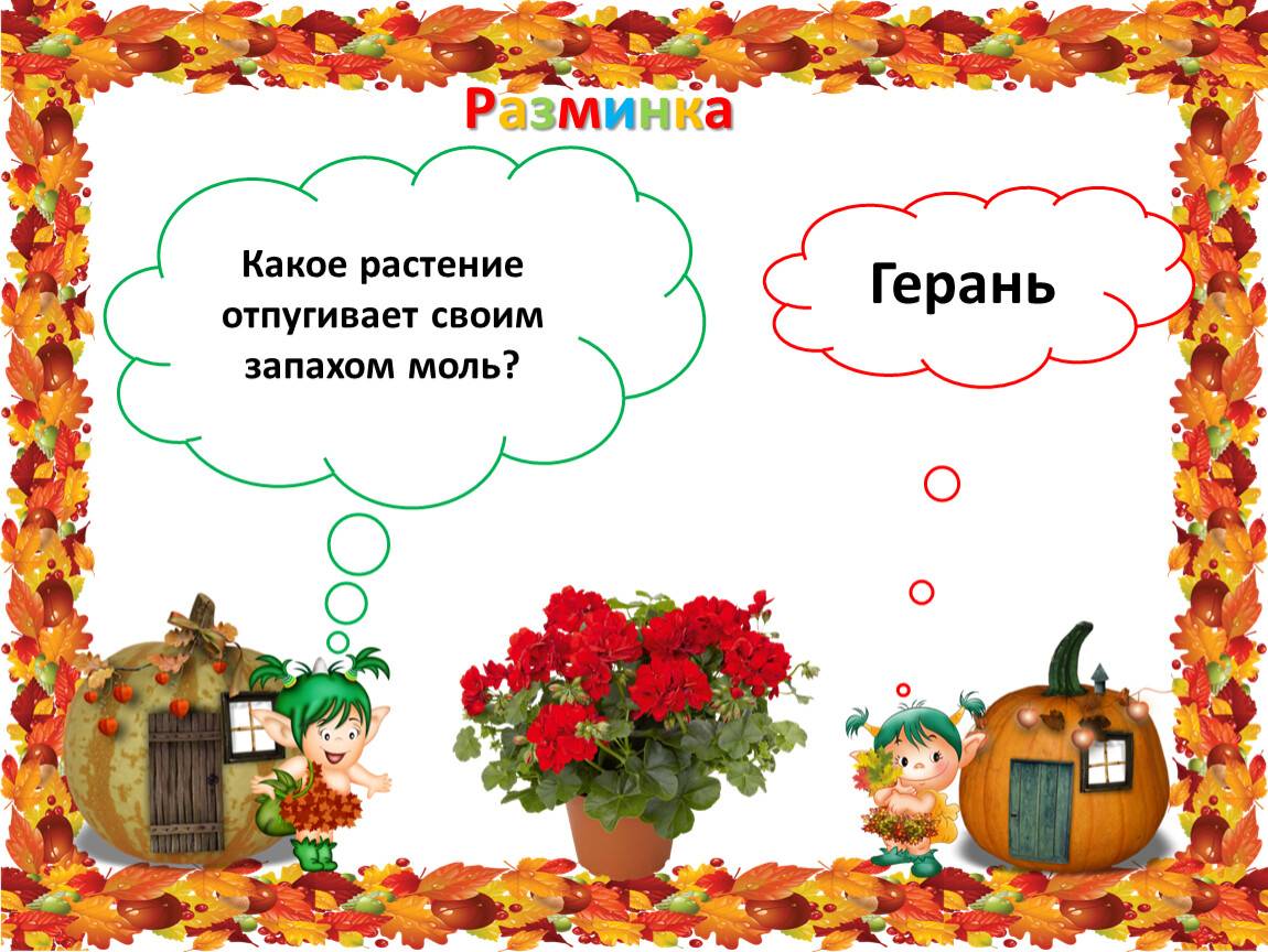 Каких запахов боится моль. Какое растение отпугивает своим запахом моль. Цветы отпугивающие моль. Растение которое боится моль. Какой цветок отпугивает моль.