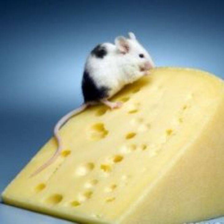 Можно ли крысам молоко: едят ли домашние декоративные питомцы сыр, почему нельзя жирные продукты