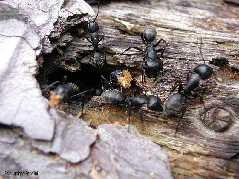Чёрные муравьи: садовые, древоточцы и домашние муравьи
