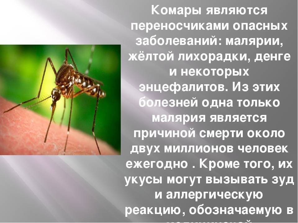 Какие болезни переносят тигровые комары и где с ними можно столкнуться?