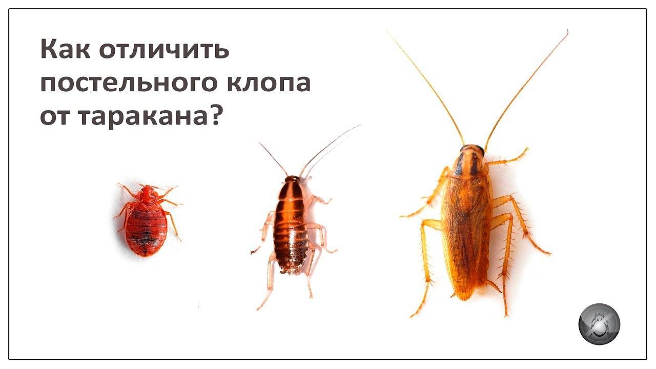 Черные тараканы в квартире: откуда появляются и как избавиться, фото