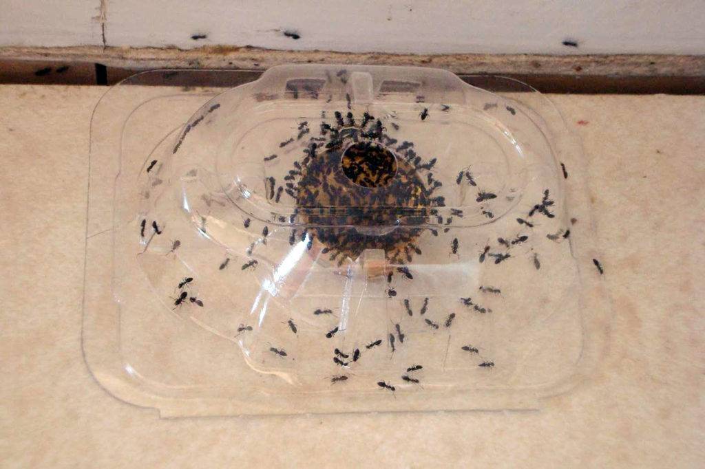 Как избавиться от муравьев в частном доме народными средствами