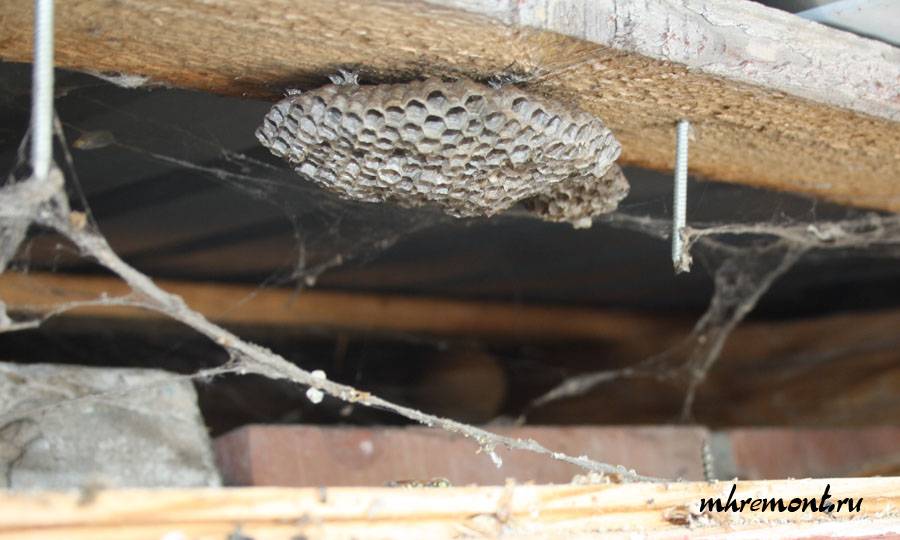 Как избавиться от ос в доме и на даче, поиск и уничтожение гнезда