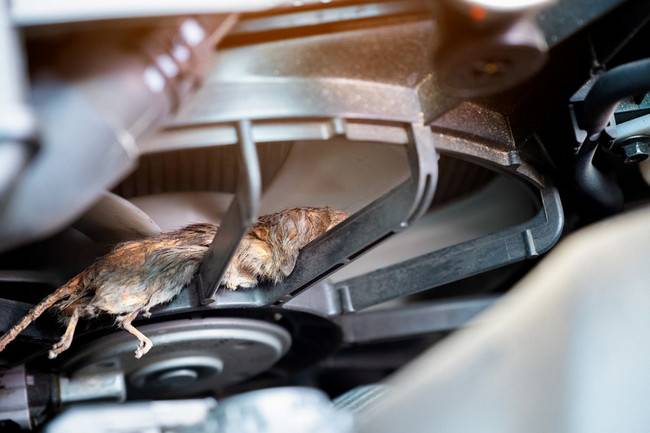 Когда джерри собрал вещи и съехал: как избавиться от запаха мышей в машине